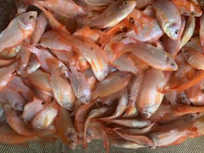 Bán cá diêu hồng giống