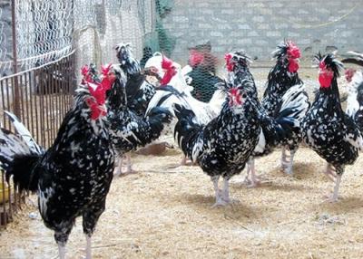 Bán Con Giống Gà Quý Phi-Gà Hoàng Gia