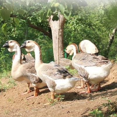 Bán gà ngỗng sư tử giống chuẩn giá rẻ