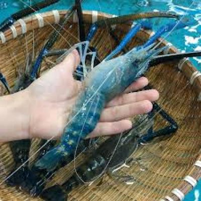 Bàn giao giống tôm càng xanh toàn đực cho mô hình 