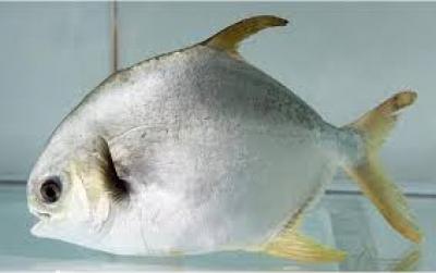 Bán giống cá chim trắng
