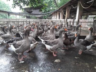 BẢNG BÁO GIÁ NGỖNG GIÁ RẺ NHẤT HIỆN NAY