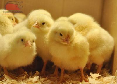 Bảng giá gà giống cập nhật 13/09/2023