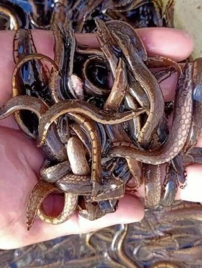 Cá chạch lấu giống