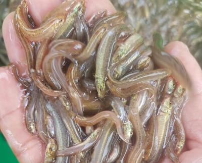 Cá chạch sụn giống