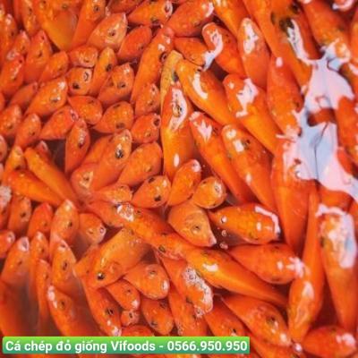 Cá chép đỏ giống Vifoods
