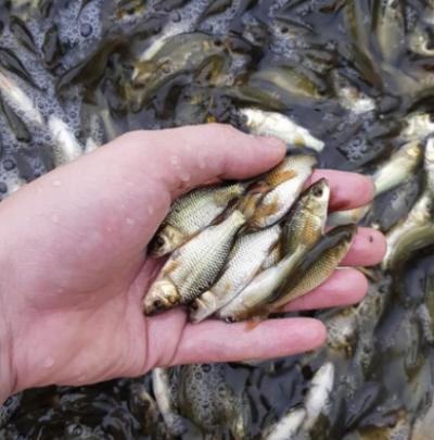 Cá chép giống V1