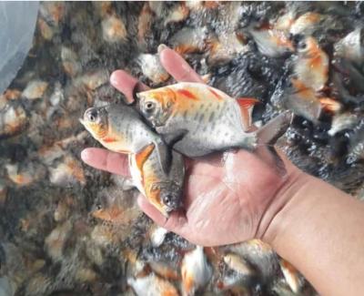 Cá Chim Giống Chuẩn