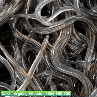 Cá chình giống Vifoods