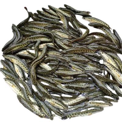 Cá chuối hoa giống