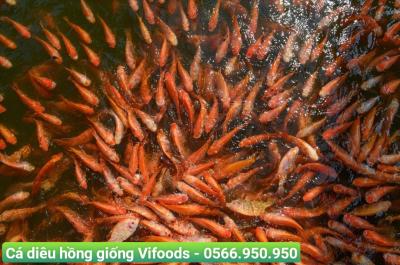 Cá diêu hồng giống