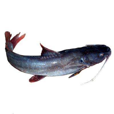 Cá lăng đuôi đỏ giống