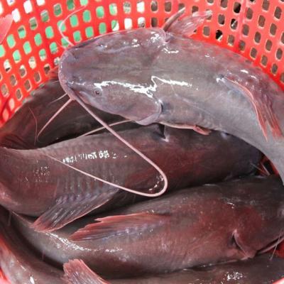 Cá Lăng Hương ( Cá Lăng Đuôi Đỏ )