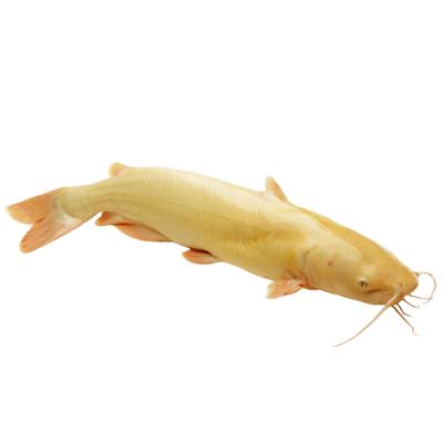 Cá lăng vàng giống