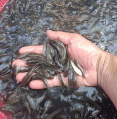 Cá lóc bông giống