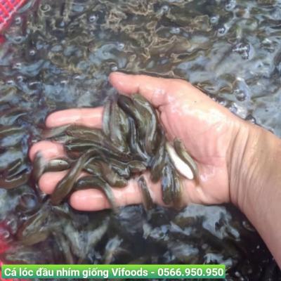 Cá lóc đầu nhím giống Vifoods