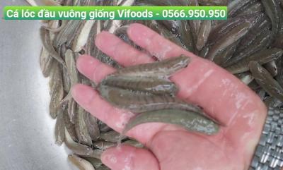 Cá lóc đầu vuông giống Vifoods