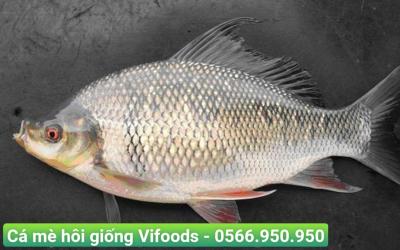Cá mè hôi giống