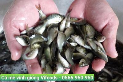 Cá mè vinh giống Vifoods