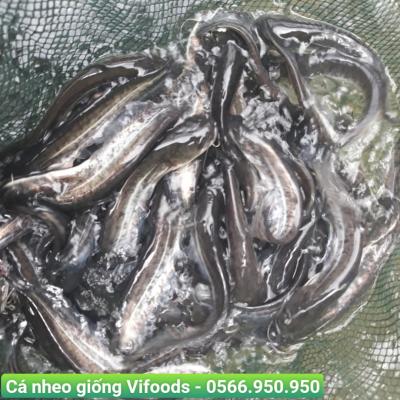 Cá nheo giống Vifoods