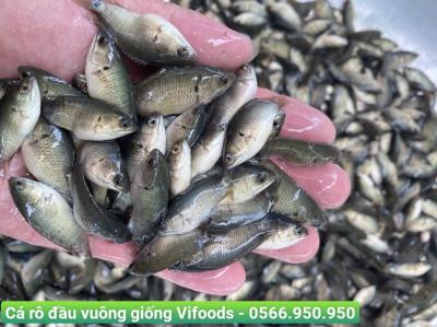 Cá rô đầu vuông giống