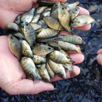 Cá rô đơn tính giống dòng bảo lộc