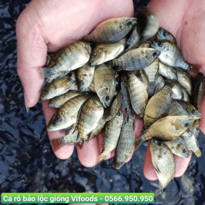 Cá rô đơn tính giống dòng bảo lộc Vifoods