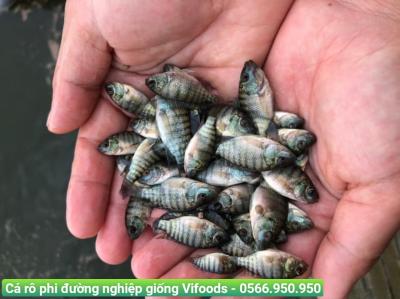 Cá rô phi đường nghiệp giống giá sỉ giao tận nơi