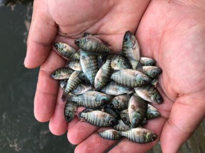 Cá rô phi đường nghiệp giống