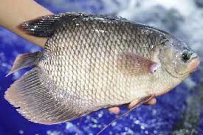 Cá Tai Tượng ăn gì? Gía bao nhiêu tiền? Mua, Bán ở đâu?