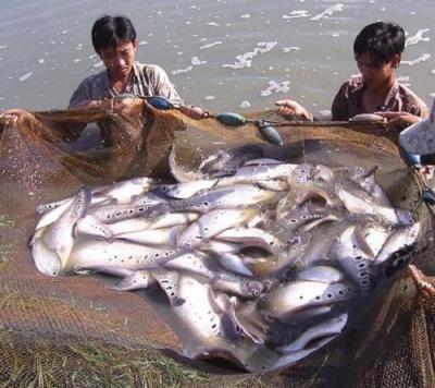 CÁ THÁC LÁC BAO NHIÊU TIỀN MỘT CÂN?