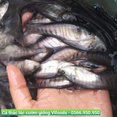 Cá thác lác cườm giống