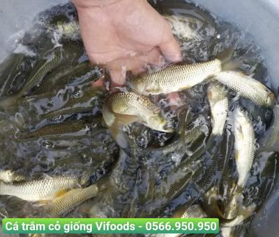 Cá trắm cỏ giống