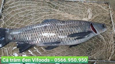Cá trắm đen giống