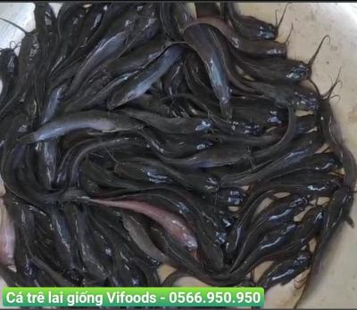 Cá trê lai giống