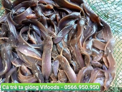 Cá trê ta giống