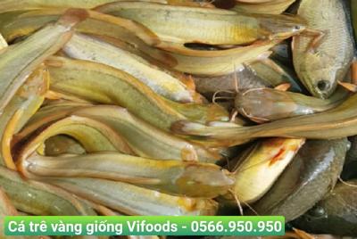 Cá trê vàng giống
