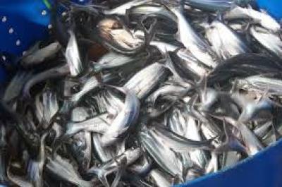 Các địa chỉ cung cấp cá basa giống uy tín