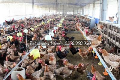 Các loại gà giống tại Vifood - Trại gà giống Vifood