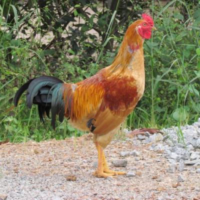 Các loại thuốc úm cho gà con mới nở và cách sử dụng 