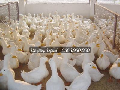 Các Loại Vịt Giống Tại Vifood - Trại Vịt Giống Vifood