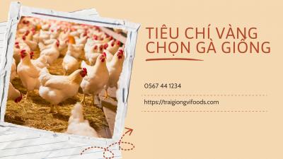 Các tiêu chí chọn gà giống khỏe mạnh