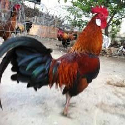 Cách chọn giống gà chín cựa
