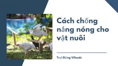 ​Cách chống nắng nóng cho vật nuôi