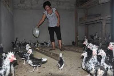 Cách Nuôi Gà Quý Phi Và Giá Gà Quý Phi Giống ?