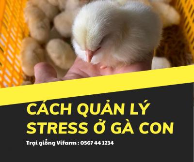 Cách quản lý stress ở gà con trong tuần đầu tiên bà con cần lưu ý!