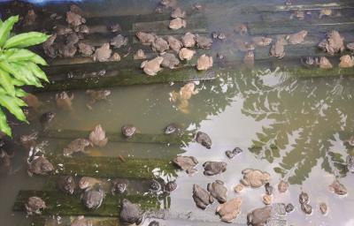 Cách xử lý một số bệnh thường gặp trên ếch nuôi