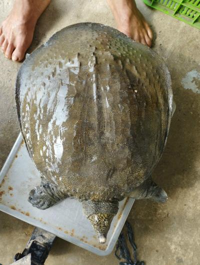 Cập nhật bảng giá Baba giống mới nhất