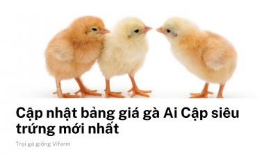 Cập nhật bảng giá Gà Ai Cập Vằn mới nhất