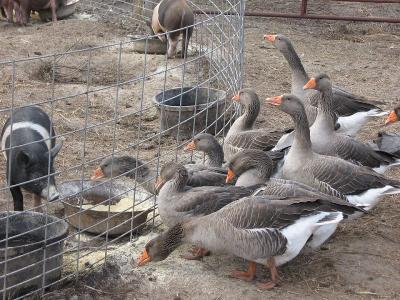 Chia sẻ kinh nghiệm chăm sóc ngỗng con từ lúc mới nở